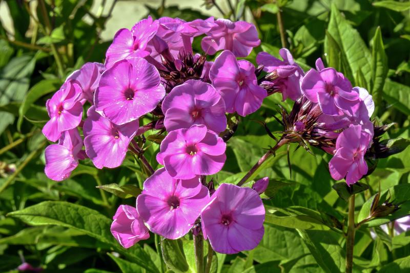 Phlox paniculata is a classic cottage garden perennial native to eastern North America, prized for its fragrant, dome-shaped flower heads in shades