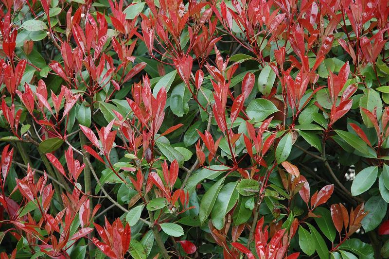 Photinia is a popular evergreen shrub prized for its brilliant red new growth that emerges in spring, gradually maturing to glossy dark green