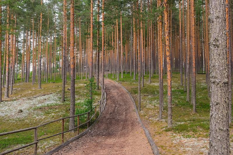 Scots Pine is Britain's only native pine species, recognised by its distinctive orange-red bark on mature trunks and blue-green needles arranged in