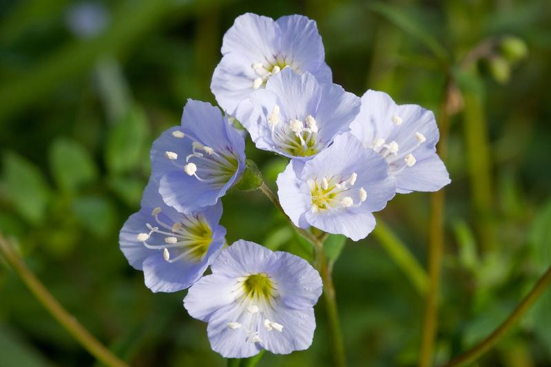 Jacob's Ladder is a charming cottage garden perennial native to the UK and Europe, featuring distinctive ladder-like pinnate foliage and clusters of