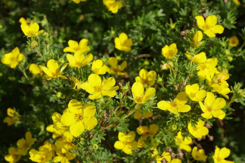 Potentilla (Potentilla fruticosa): Native to the Northern Hemisphere, including parts of the British Isles, this compact shrub produces flowers in