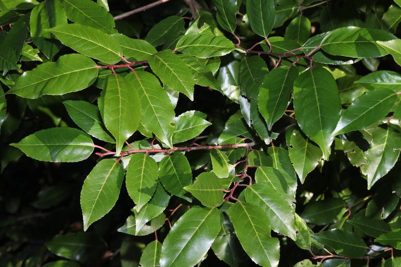 Portugal Laurel is an elegant evergreen shrub native to the Iberian Peninsula and southwestern France, prized for its glossy dark green leaves and