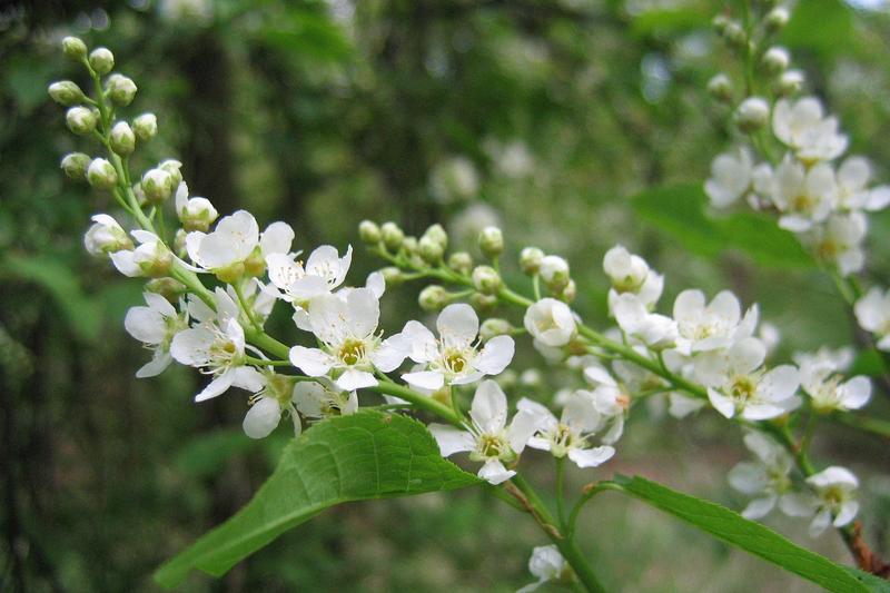 Bird Cherry is a graceful, deciduous native British tree reaching 8–15 metres, prized for its profusion of fragrant white flowers in drooping racemes