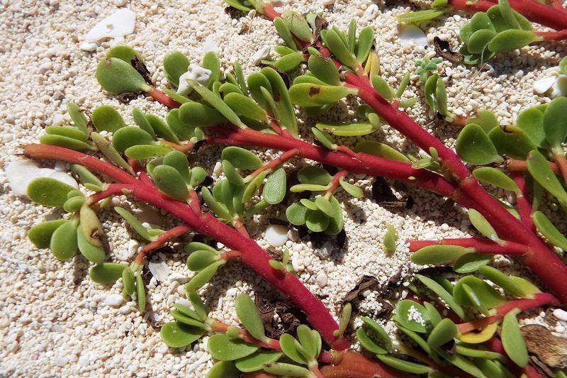 Purslane is a succulent annual vegetable with fleshy, paddle-shaped leaves and reddish stems that sprawl along the ground