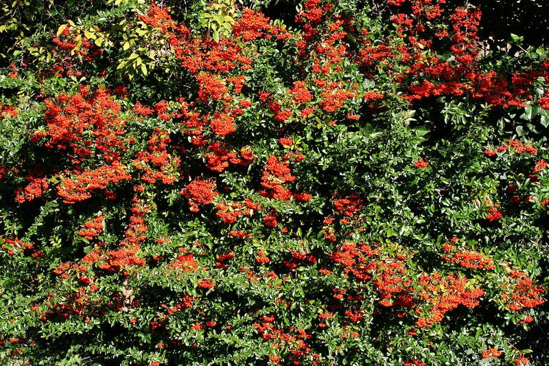 Pyracantha is a vigorous evergreen shrub prized for its spectacular display of bright orange-red berries that persist from autumn through winter
