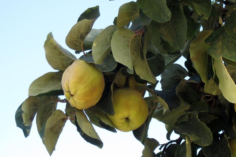 Quince is a deciduous fruit tree native to the Caucasus and Iran, grown in British gardens for centuries for its fragrant, golden-yellow fruits and