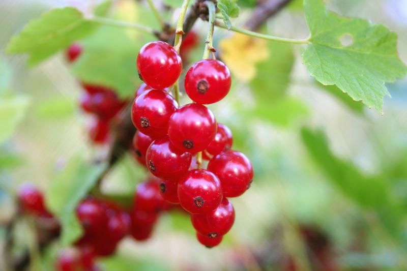 Redcurrant is a deciduous fruiting shrub producing clusters of translucent, jewel-like red berries in midsummer