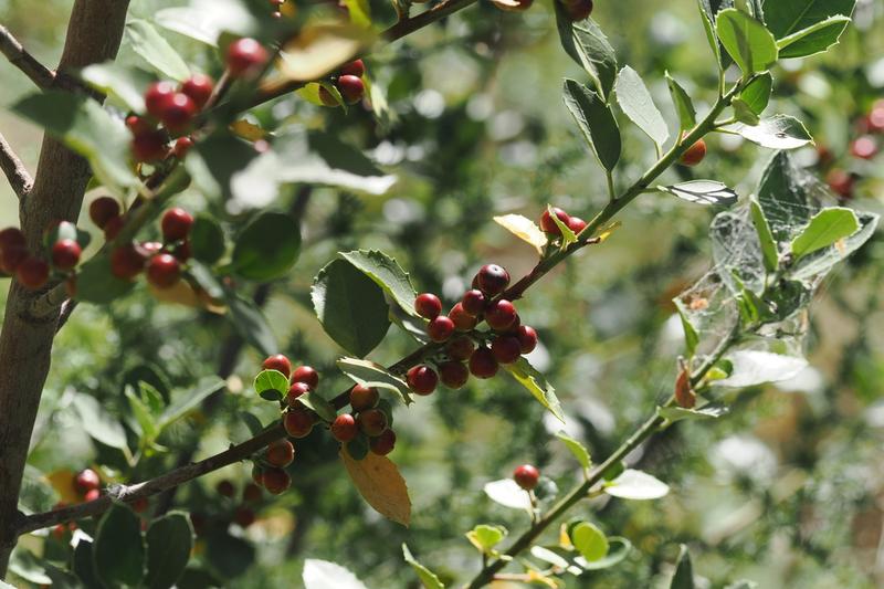 Italian Buckthorn is an evergreen Mediterranean shrub prized by UK gardeners for its glossy, dark green foliage and compact, bushy habit