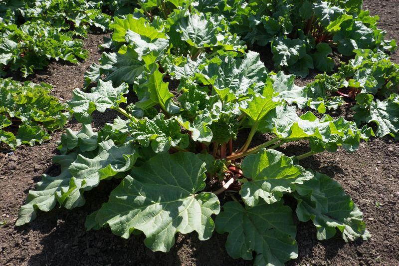 Rhubarb (Rheum × hybridum): The plant produces large, dramatic leaves atop thick pink or red stalks from spring through early summer