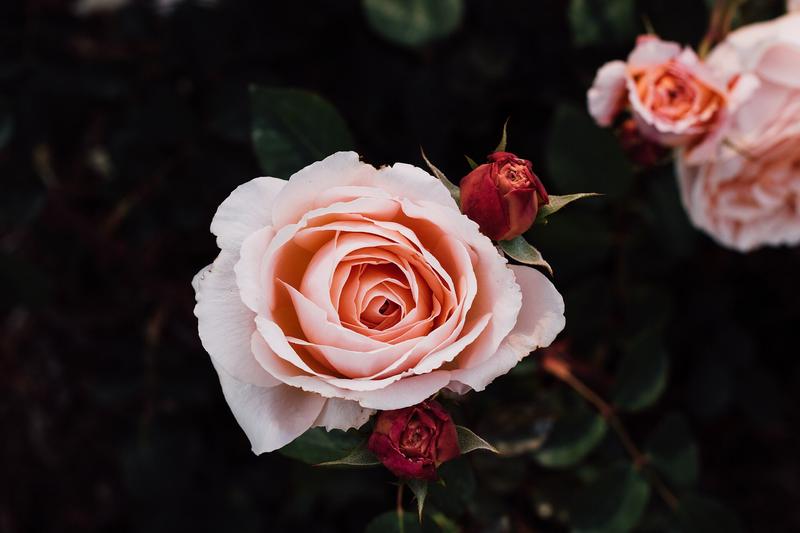 Roses are quintessentially British flowering shrubs beloved for their fragrant, showy blooms in colours ranging from white and pink to red, yellow