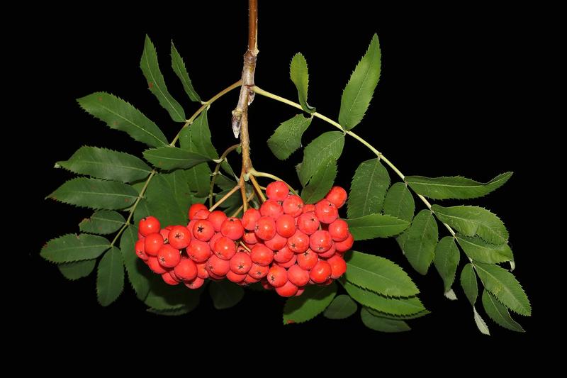 Rowan is a native British deciduous tree beloved for its creamy-white spring flowers, vibrant orange-red autumn berries, and fiery autumn foliage