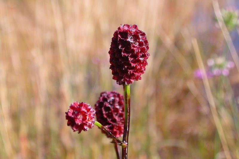 Great Burnet is a graceful British native perennial with distinctive bottle-brush flowers in deep crimson-purple, held on tall wiry stems above