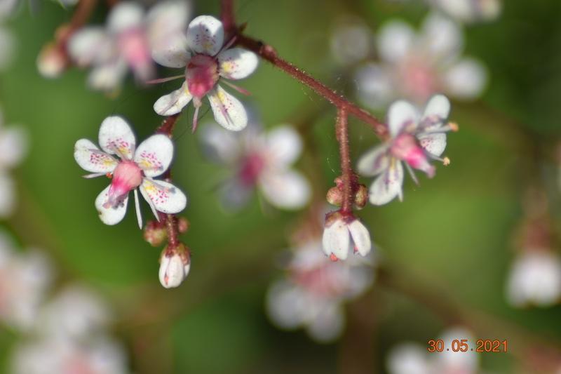 Saxifrage, commonly known as London Pride, is a charming evergreen perennial forming neat rosettes of rounded, leathery leaves with delicate sprays