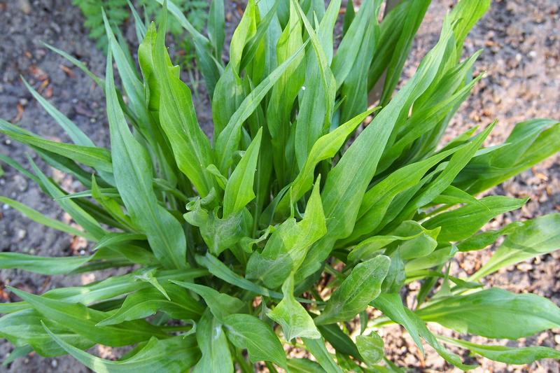 Scorzonera (Scorzonera hispanica): The plant produces narrow, grass-like leaves and can reach up to 90cm tall if allowed to flower, though it is