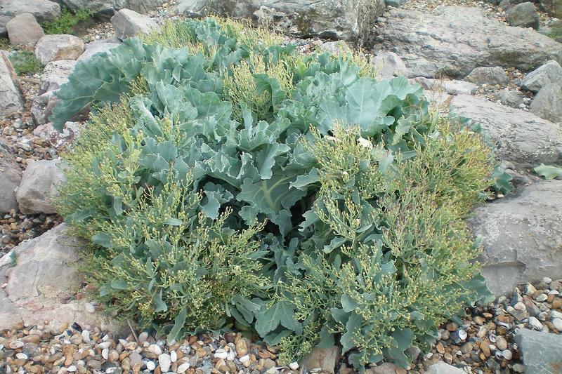 Sea kale is a hardy perennial vegetable native to British coastal shingle beaches, prized for its tender blanched shoots and ornamental blue-grey