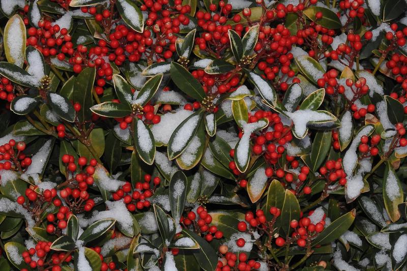 Skimmia is a compact, evergreen shrub native to Japan and China, prized for its glossy dark green foliage, fragrant spring flowers, and bright red