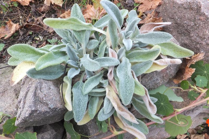Stachys (Stachys byzantina): The pink-purple flower spikes that emerge in summer add vertical interest, though many gardeners remove them to