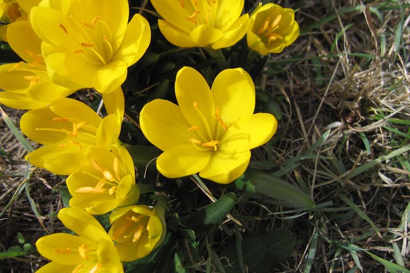 Autumn Daffodil (Sternbergia lutea): The glossy, strap-like foliage appears with or just after the flowers and persists through winter into spring