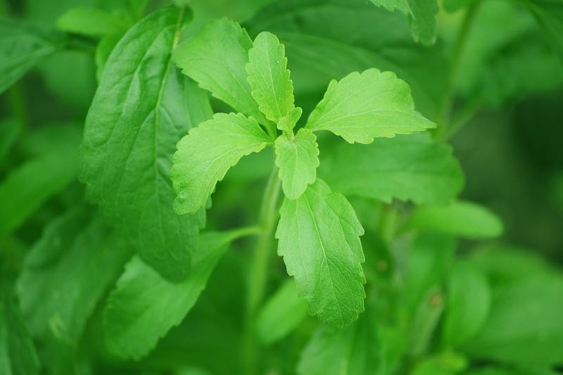 Stevia (Stevia rebaudiana): Growing 60–90 cm tall, it produces small white flowers and serrated green leaves that can be harvested fresh or dried for