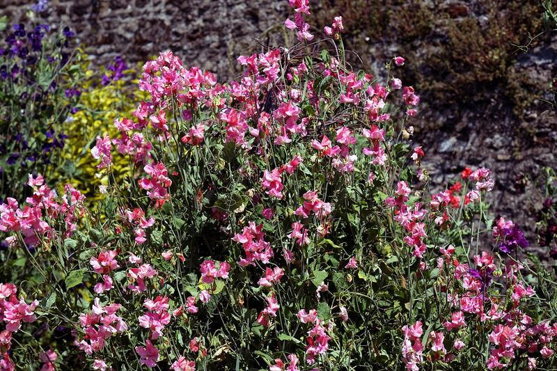 Sweet peas are climbing annuals grown for their intensely fragrant, butterfly-shaped flowers in shades of white, pink, red, purple, and bicolour