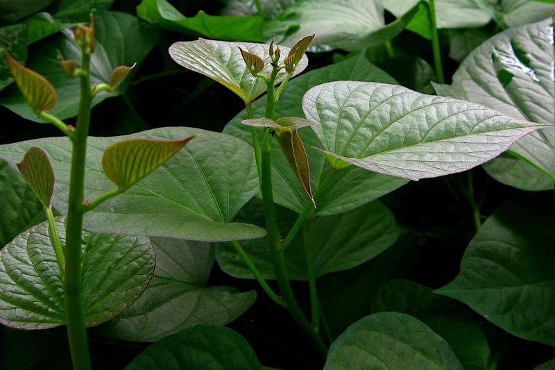 Sweet potato is a tender, trailing perennial grown as an annual for its edible tuberous roots, producing heart-shaped leaves and occasionally