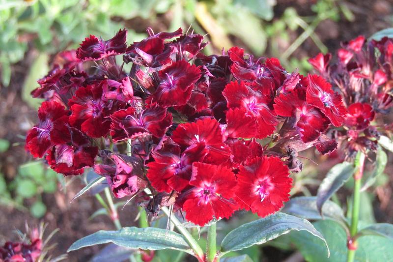 Sweet William is a charming cottage garden favourite producing dense clusters of fragrant, fringed flowers in shades of pink, red, white, and
