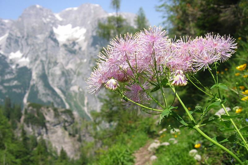Thalictrum aquilegiifolium, commonly known as meadow rue, is an elegant herbaceous perennial native to Europe and Asia, prized for its delicate