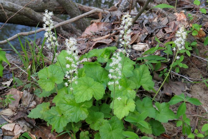 Foamflower is a charming woodland perennial native to North America, prized for its delicate spikes of white or pink-tinged flowers that appear in