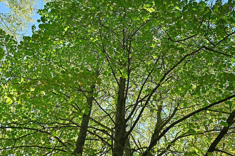 Small-leaved Lime (Tilia cordata): Native to ancient woodlands across England and Wales, it can live for several centuries and produces fragrant