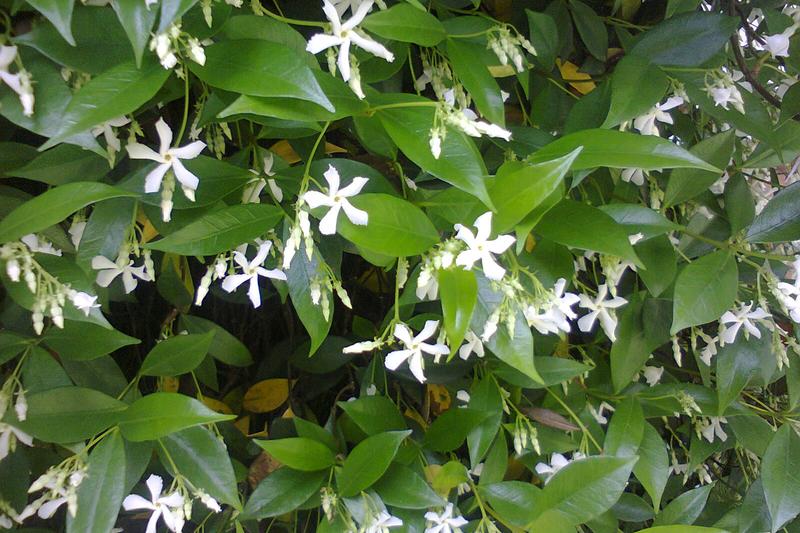Star Jasmine is an evergreen climbing plant prized for its glossy dark green foliage and intensely fragrant white star-shaped flowers that appear