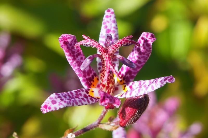 Toad Lily (Tricyrtis formosana): The arching stems carry glossy green leaves and clusters of white flowers heavily spotted with purple, resembling