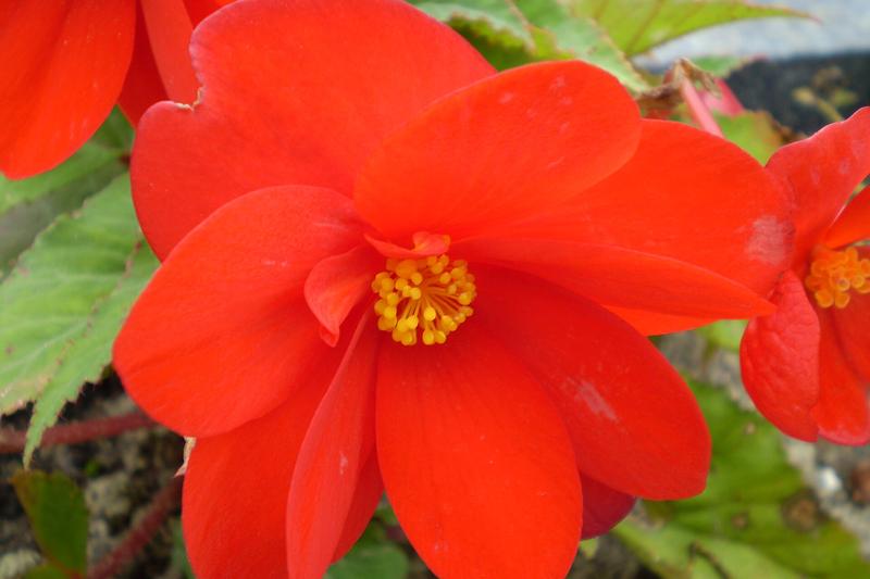 Tuberous Begonias are spectacular summer-flowering plants prized for their large, showy blooms in vibrant shades of red, orange, yellow, pink, and