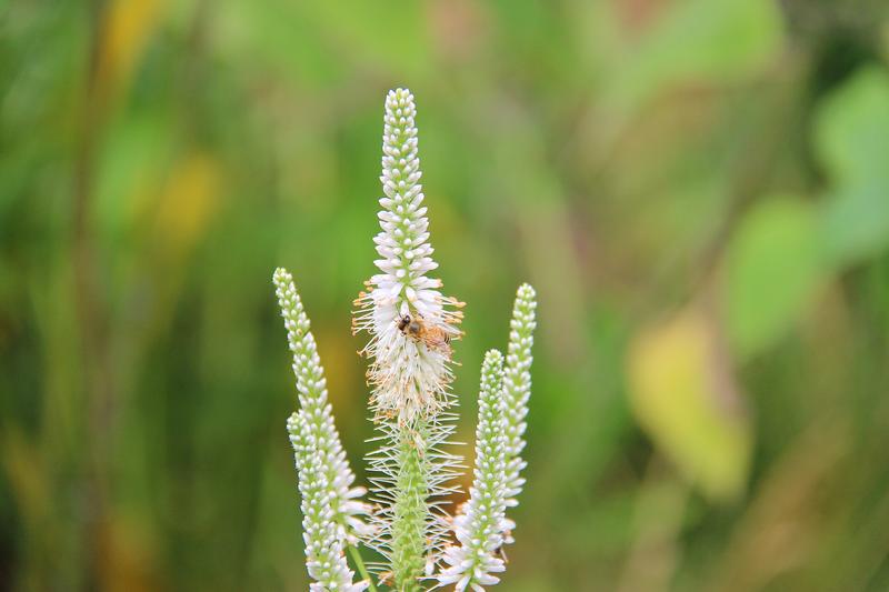 Veronicastrum is an elegant, upright perennial native to North America, prized for its tall spires of white, pink, or lavender flowers that bloom