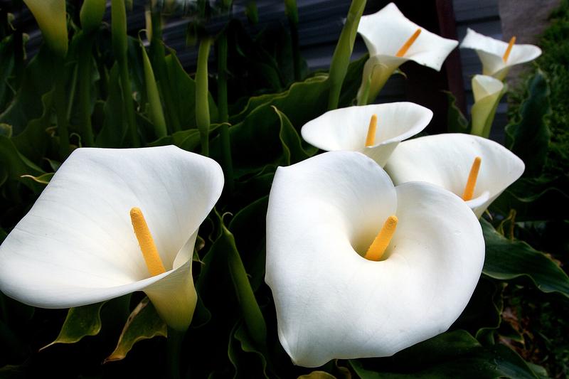Arum Lily is a striking South African perennial renowned for its elegant white spathes and glossy, arrow-shaped leaves